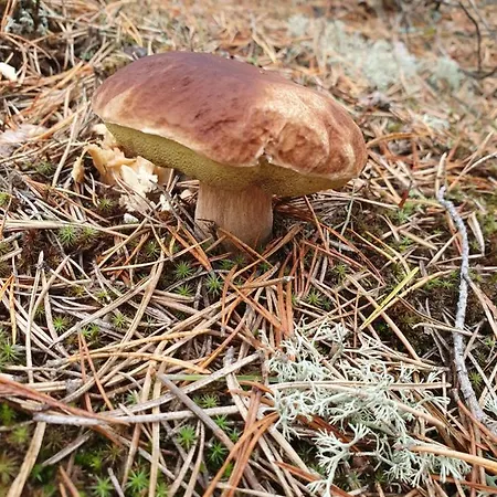 Przestronny, Komfortowy Dom בית נופש