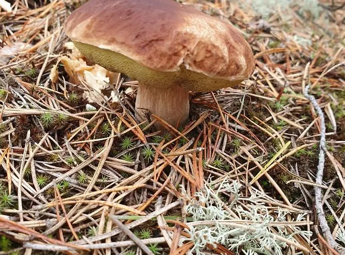 Przestronny, Komfortowy Dom Prázdninový dům